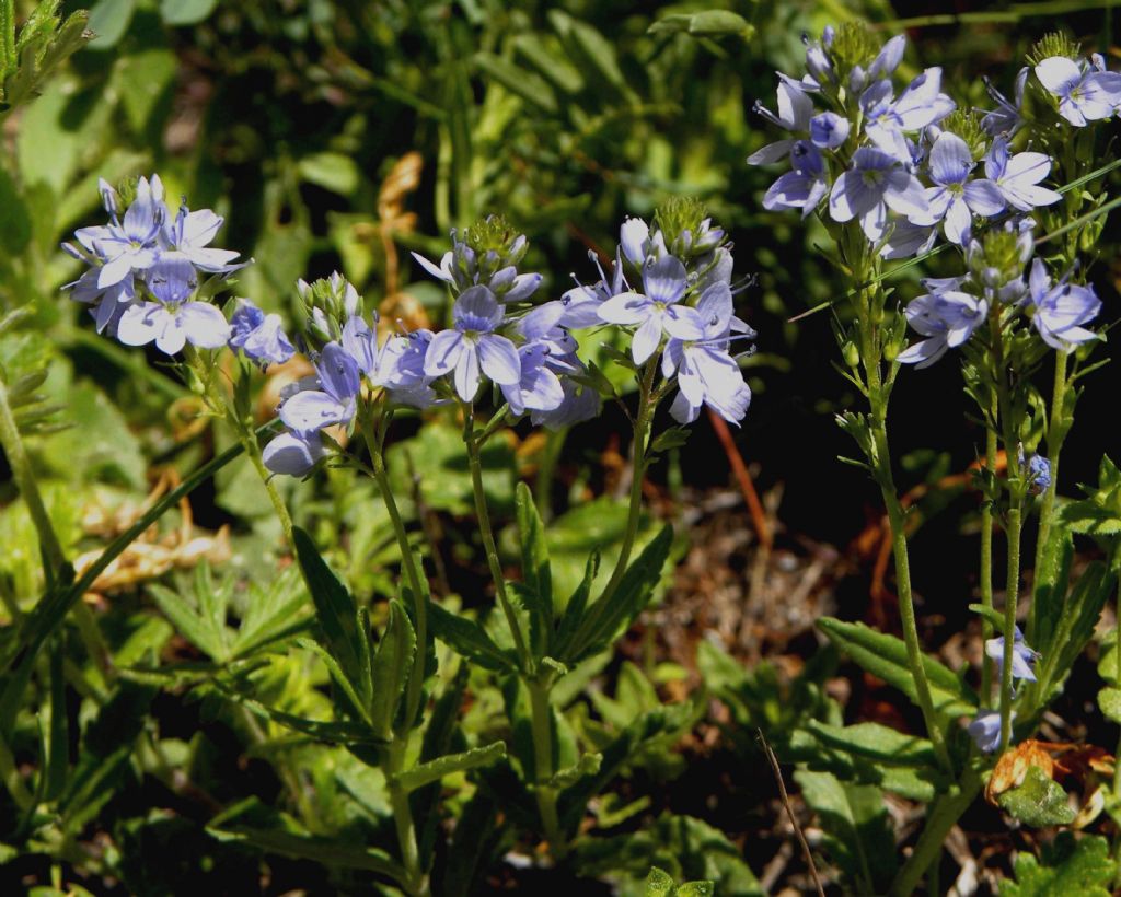 Veronica cfr. angustifolia